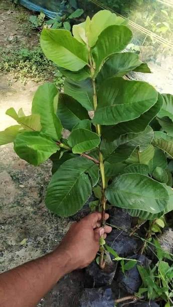 rimi Guava Plant
