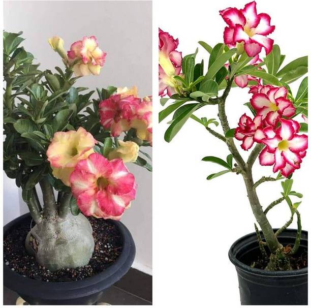 GreenyOn Adenium Plant
