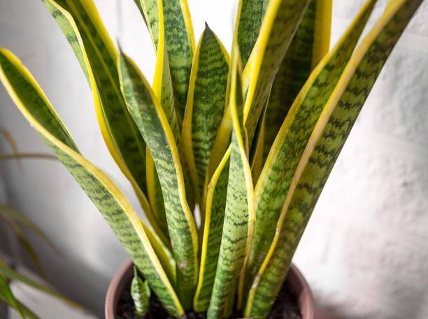 ABEFARIYA Snake Plant