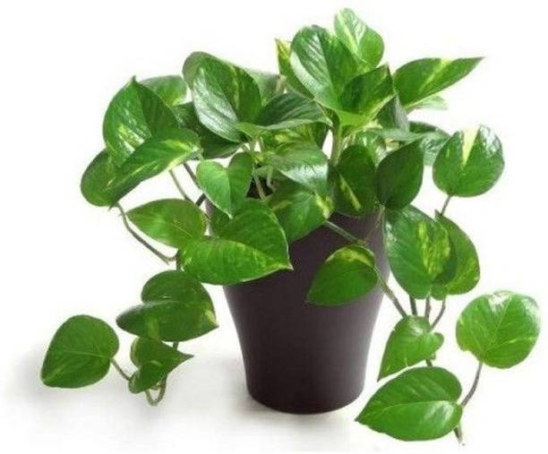 AGNES Money Plant