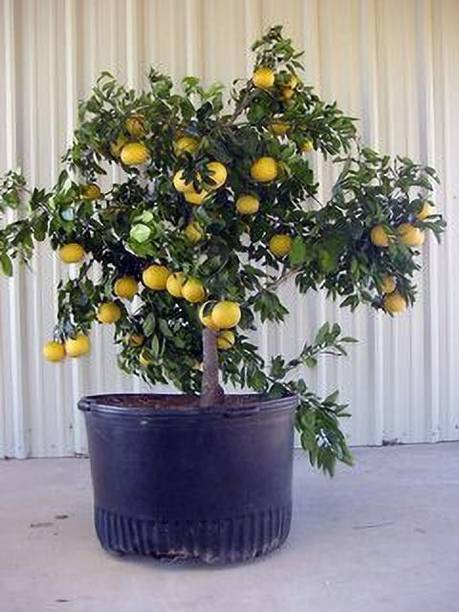 RasmoniGreen Lemon Plant