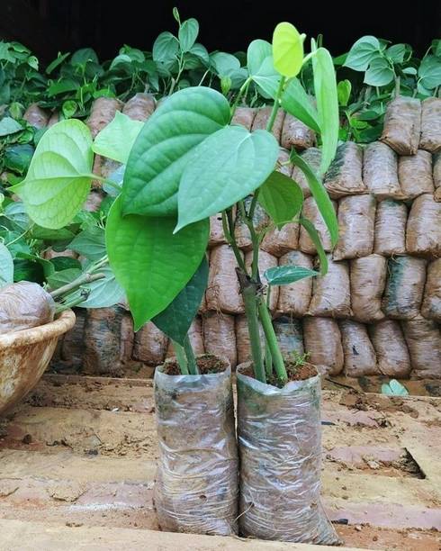 Baishnab Black Pepper Plant