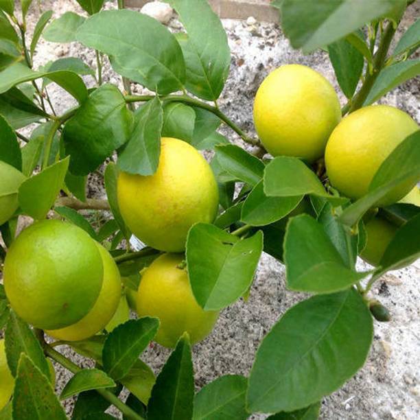 K.K.Enterprise Lemon Plant