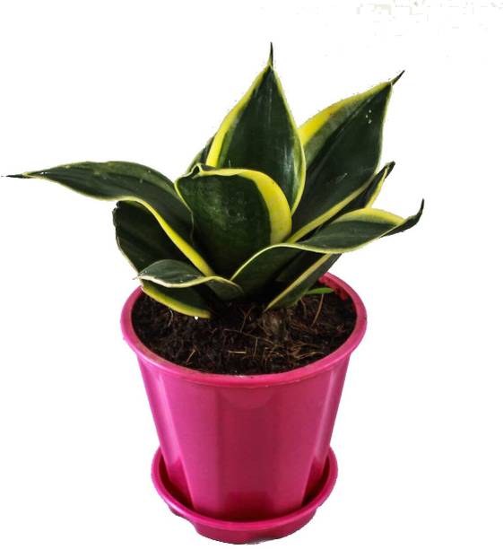 LEUMAZAQ Snake Plant
