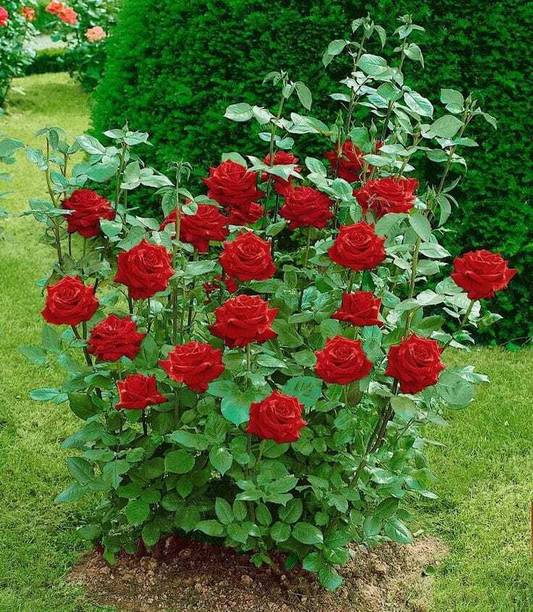 SKDIYA Rose Plant
