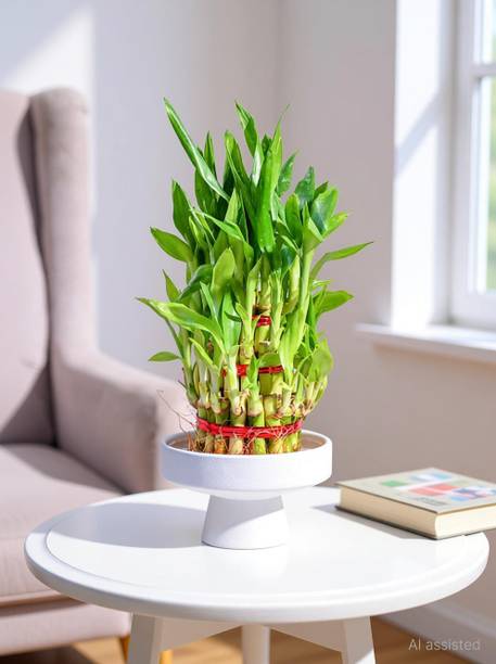 UGAOO Three Layer Bamboo Plant