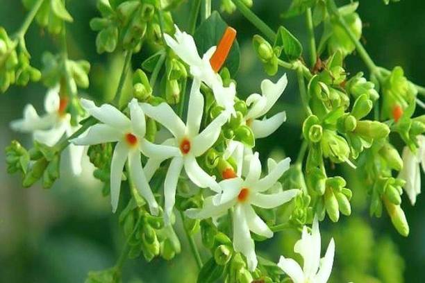 Aclipastal Parijat/Harsingar Plant