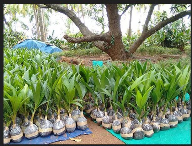 PB EVERGREEN Coconut Plant