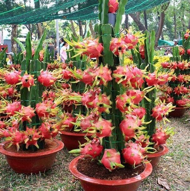 AloGardening Dragon Tree