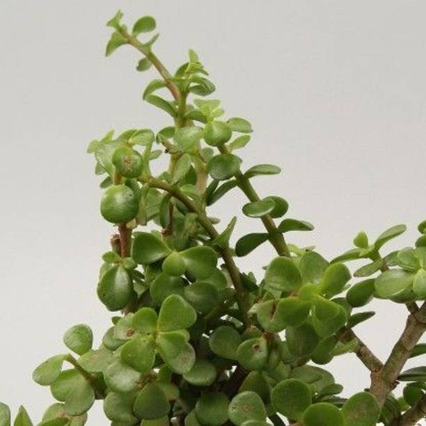 LEUMAZAQ Jade Plant