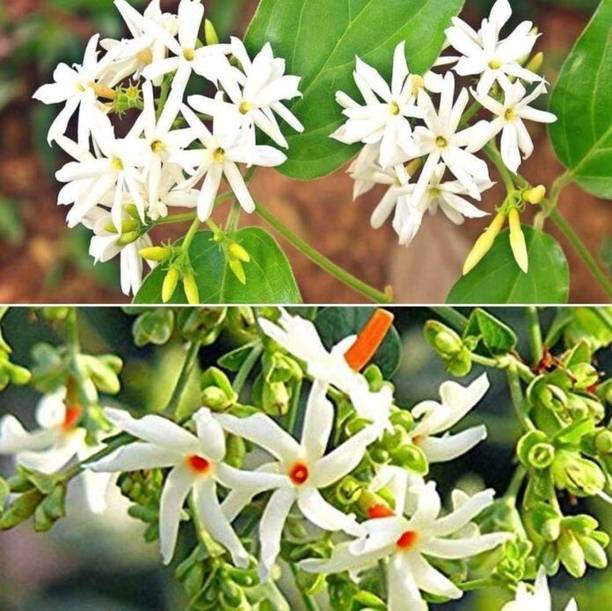 Aclipastal Jasmine Plant