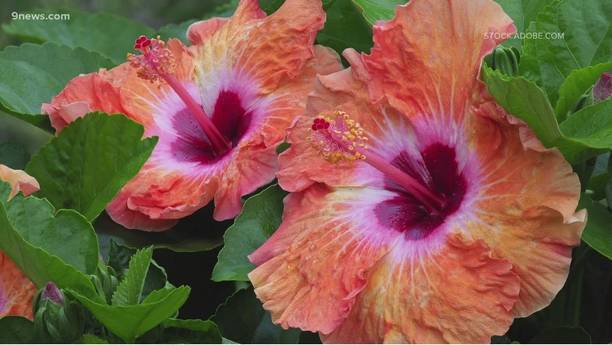 Adrita Hibiscus Plant