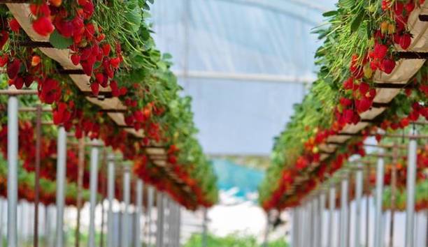 Barnaby Strawberry Plant