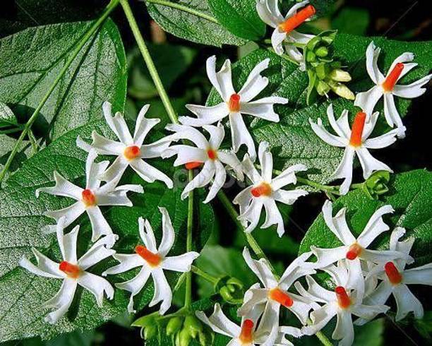 Rozaliya Parijat/Harsingar Plant
