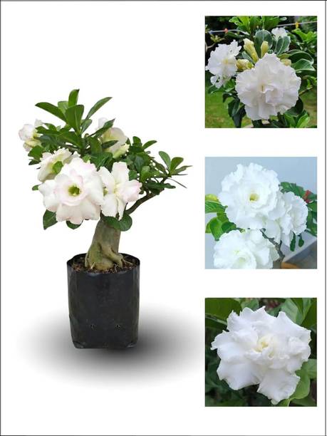 GreenyOn Adenium Plant