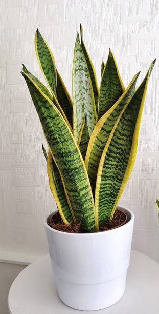 Adrita Snake Plant