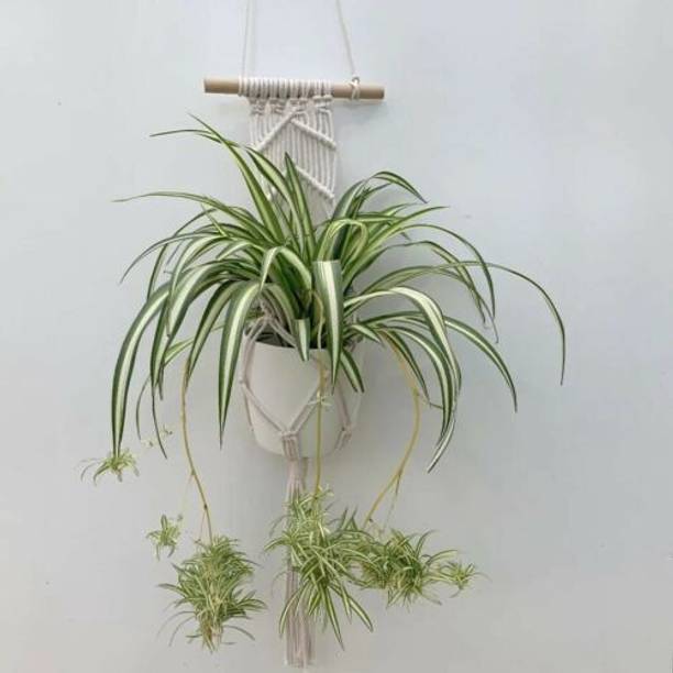 Aclipastal Spider Plant
