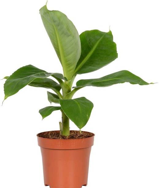 GREENCITY Banana Plant