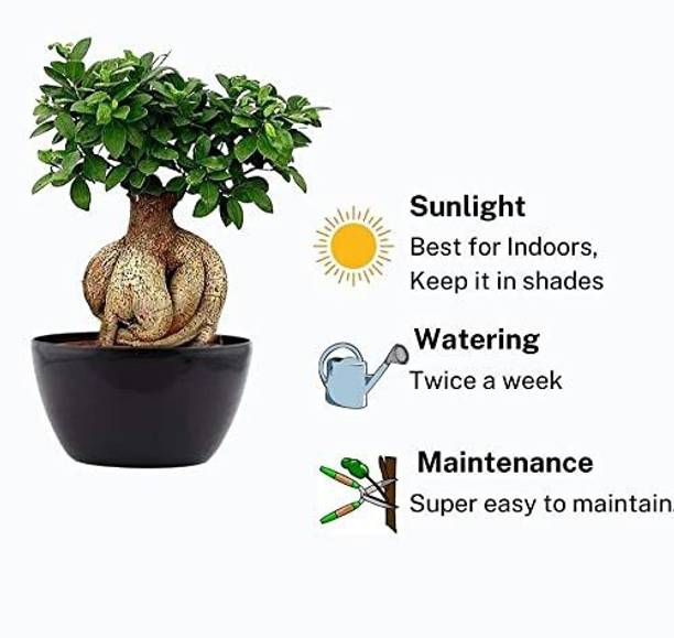 Cloud Farm Ficus Bonsai Plant