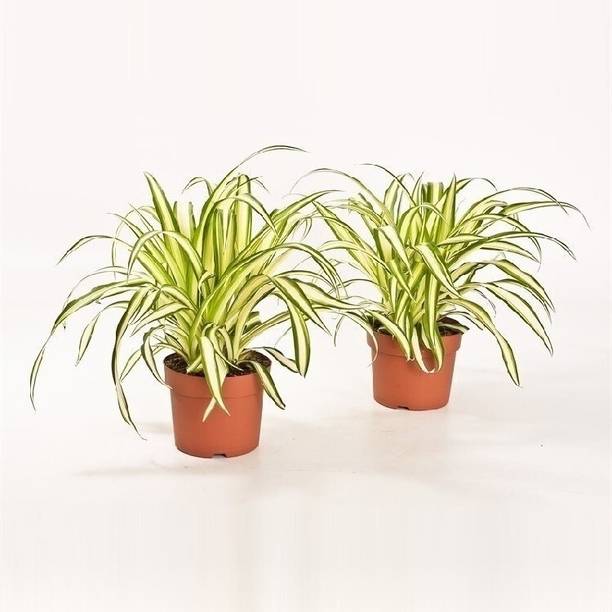 SHREYAGREEN Spider Plant