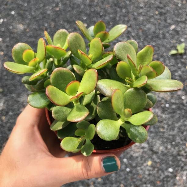 PetalPath Jade Plant