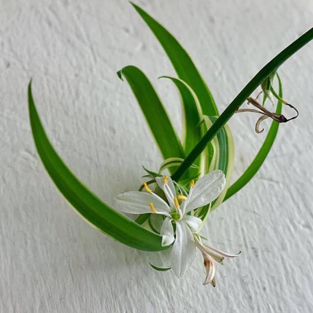 Adrita Spider Plant