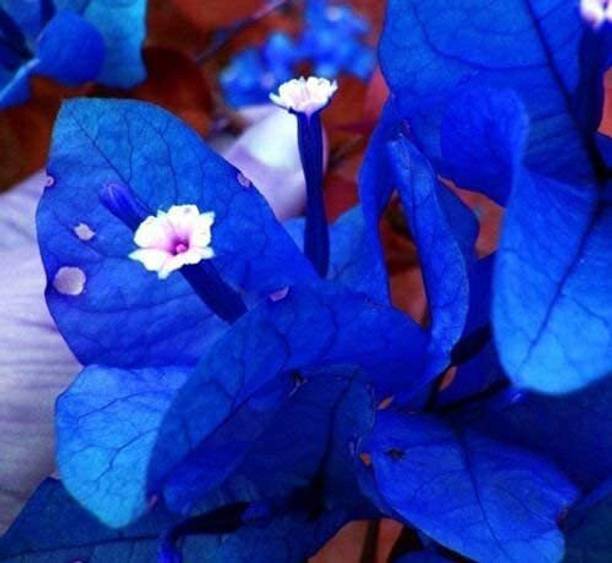KS TRADERS Bougainvillea Plant