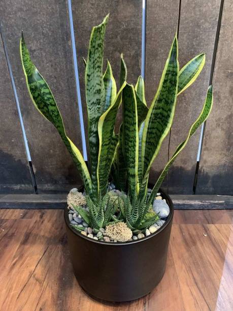 Wrenna Snake Plant