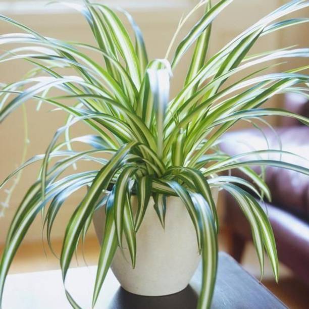 Vamsha Spider Plant