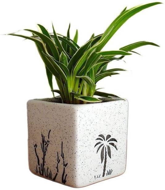 Aclipastal Spider Plant