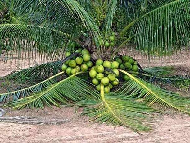 the green dotcom Coconut Plant