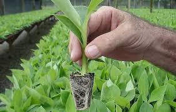 GREENCITY Banana Plant