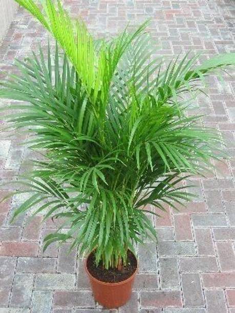 Adrita Areca Plam