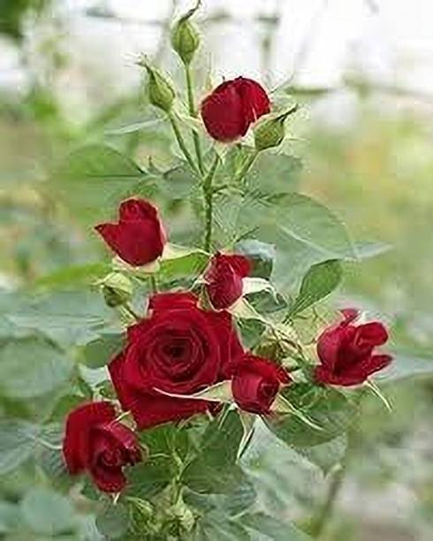 MONDAL Rose Plant