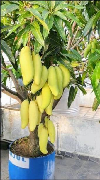 Greenery Nursery Mango Plant