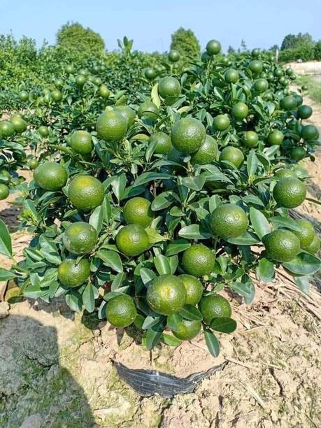 AFARTIOBINA Lemon Plant