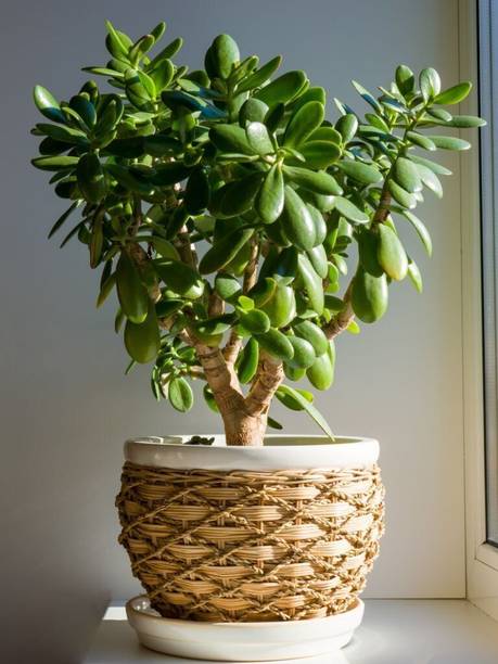 PetalPath Jade Plant