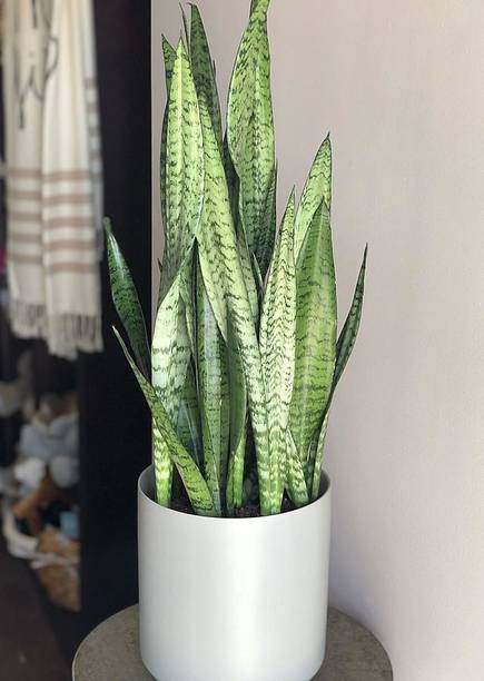 Wrenna Snake Plant