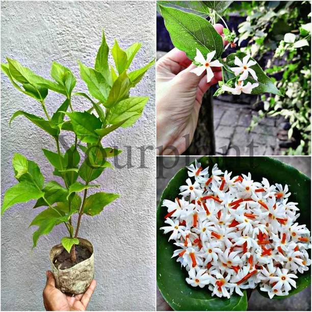 PetalPath Parijat/Harsingar Plant