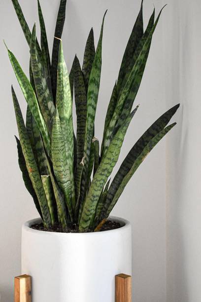 Aclipastal Snake Plant