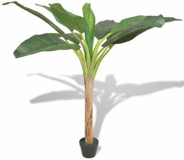 Adrita Banana Plant