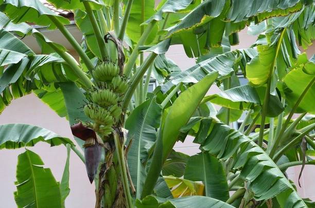 GREENCITY Banana Plant