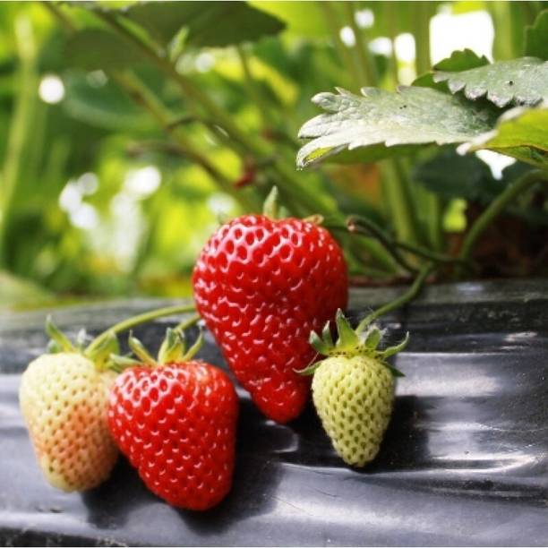 Cloud Farm Strawberry Plant