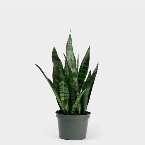 Adrita Snake Plant