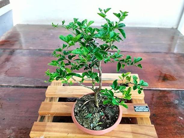 Wrenna Lemon Plant