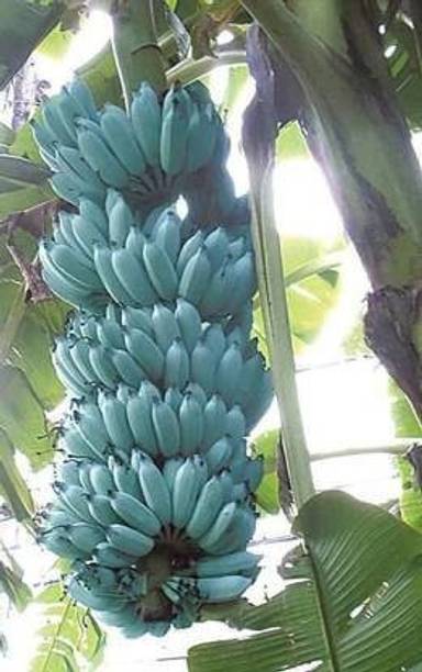 SBGARDEN Banana Plant