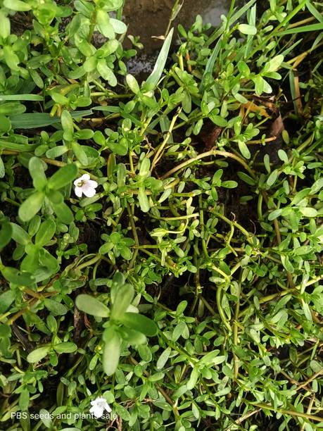 Brahmi Live Plant Bacopa Monnieri