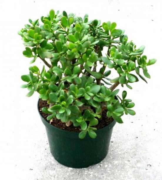 Adrita Jade Plant
