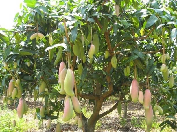 MAITRA AND SONS Mango Plant