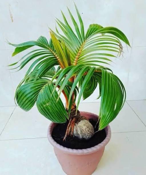 Khushi Prova Coconut Plant